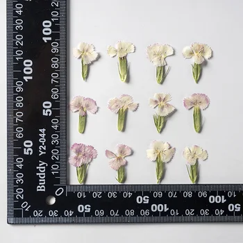 2.5-4cm/24 adet, doğal preslenmiş Akasya erik yaprağı, gerçek Kurutulmuş küçük çiçekler düğün yüz dekorasyon tırnak sanat, kuru çiçek makyaj