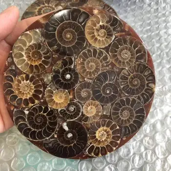 1 Adet Ammonite Dilim Plaka Natura Kabuk bir compassl MADAGASKAR NUMUNE ŞİFA moda düğün dekorasyon