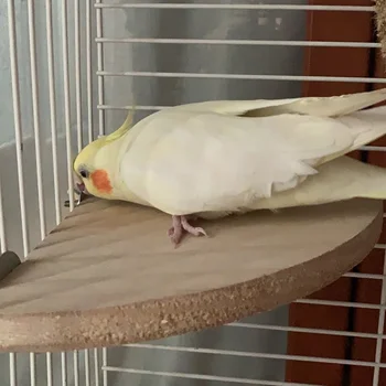 1 Adet Kuş Ahşap Platform Standı Raf Oyuncak Papağan Hamster Şube Tünemiş Kuş Kafesi Oyuncak Dört Boyutları Pet İstasyonu Kurulu Kuş Aksesuarları