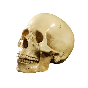 1: 1 İnsan Kafatası Reçine Modeli Anatomik Öğretim İskelet Sarı 0