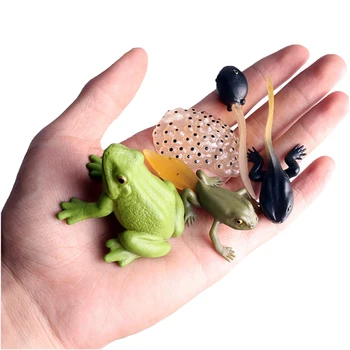 Simülasyon Hayvan Böcek Deniz Yaşamı Modeli Eylem Mini Kurbağa Büyüme Döngüsü Hayvan PVC oyuncak figürler Öğretim Malzemesi Çocuk Bebek Hediye 0