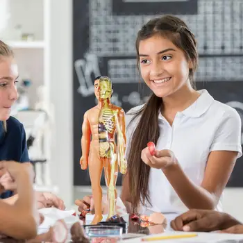 Simülasyon İnsan iskelet modeli İnsan Vücudu Anatomisi Modeli Eğitim Öğretim Sahne Öğrenciler İçin DIY Eğitici Oyuncaklar