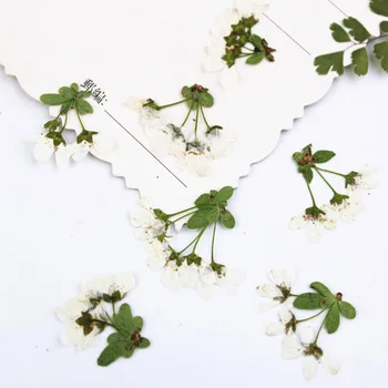 60 adet Preslenmiş Kurutulmuş Çok kafa Fildişi Beyaz çiçek sapı Bitki Herbaryum Takı Kartpostal Davetiye Kartı telefon kılıfı Yapma