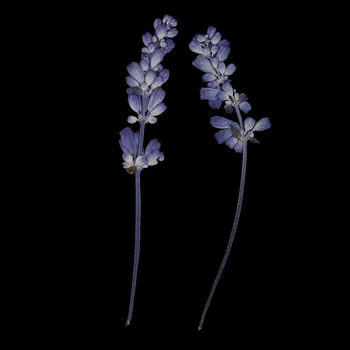 10 adet Preslenmiş Kurutulmuş Çiçek Kuru salvia Kurutulmuş Çiçek DIY SANAT Çiçek Dekor Zanaat