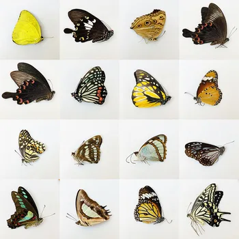 Orijinal Kelebek Gerçek Numune Değil Yayıldı Kanatları Böcekler Lepidoptera Popüler Bilim Öğretim El Yapımı DIY Kelebek 0