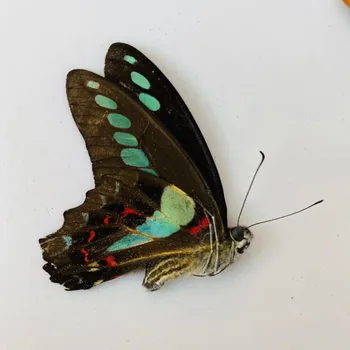 Orijinal Kelebek Gerçek Numune Değil Yayıldı Kanatları Böcekler Lepidoptera Popüler Bilim Öğretim El Yapımı DIY Kelebek 2