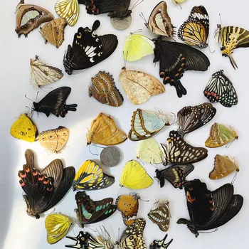 Orijinal Kelebek Gerçek Numune Değil Yayıldı Kanatları Böcekler Lepidoptera Popüler Bilim Öğretim El Yapımı DIY Kelebek 3