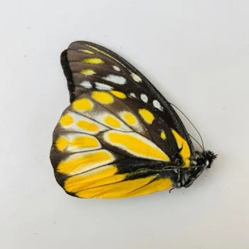 Orijinal Kelebek Gerçek Numune Değil Yayıldı Kanatları Böcekler Lepidoptera Popüler Bilim Öğretim El Yapımı DIY Kelebek 5