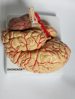 Anatomik beyin modeli arterler 9 parça ,42 numarası öğrenme kaynağı tıp öğrencisi gibi