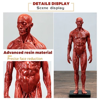 Insan kas modeli iskelet boyama sanat kopya heykel simülasyon vücut modeli masaüstü dekoratif süs