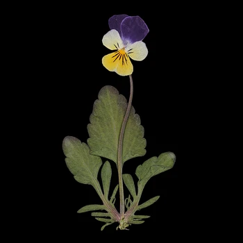 Çeşitli Preslenmiş / Kurutulmuş Yapraklar Çiçek Scrapbooking Kart Yapımı için Sanat Zanaat DIY