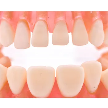 1: 1 Yaşam Boyutu Diş Modeli Diş Modeli Diş model beyin Standart Model Diş Gösteri Yumuşak Sert Sakız Diş Enstrüman