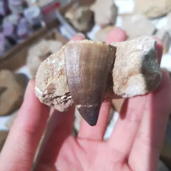 1 adet Doğal Mosasaur diş Numune Toplama Bilim Öğrenme Eğitim süslemeleri 2